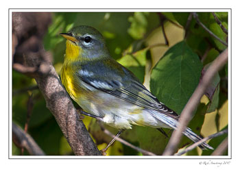 Northern-Parula-2-copy.jpg