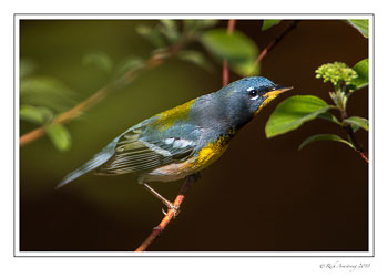 Northern-Parula-copy-copy.jpg