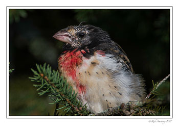 Rose-breasted-Grossbeak-copy.jpg