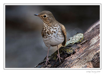 Thrush-1-copy-2.jpg
