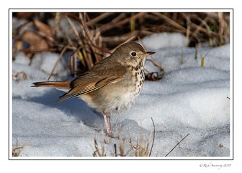 Thrush-1-copy.jpg