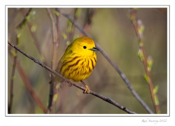 Yellow-Warbler-2-copy.jpg