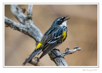 Yellow-rumped-Warbler-1-copy.jpg