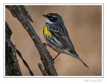 Yellow-rumped-Warbler-on-post-2-copy-2.jpg
