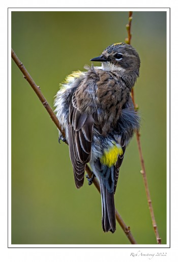 Yellow-rumped-warbler-3-copy.jpg