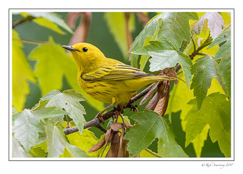 Yellow-warbler-1-copy.jpg