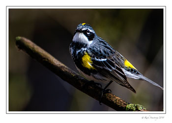 Yellowrump-Warbler-copy.jpg