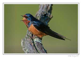 barn-swallow-1-copy.jpg