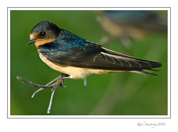 barn-swallow-1-frm.jpg