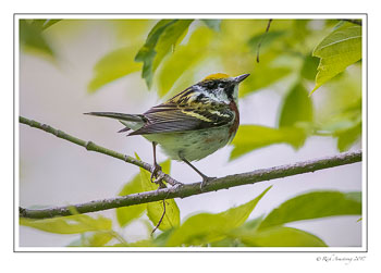 bay-breasted-warnler---1-copy-copy.jpg