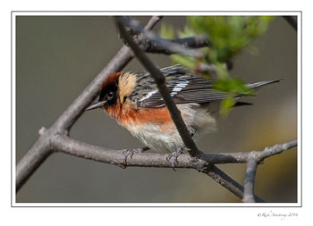baybreasted-warbler-1-frm-copy.jpg