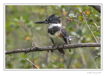 belted-kingfisher-3-copy.jpg