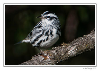 black-n-white-warbler-copy.jpg
