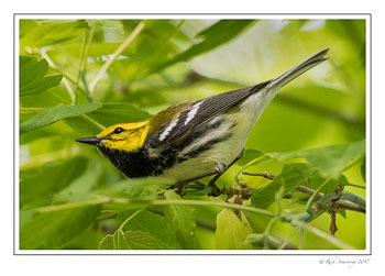 black-throated-green-1-copy.jpg