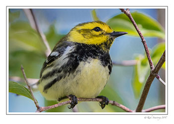 black-throated-green-warbler-2-copy.jpg