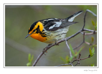 blackburnian-warbler-1-frm-copy.jpg