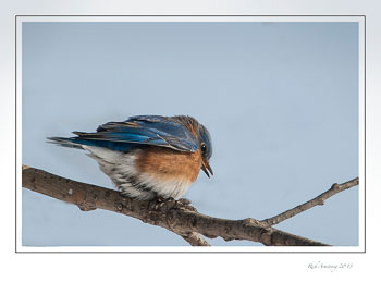 blue-bird-1-frm.jpg