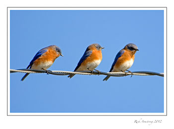 blue-brd-6-frm.jpg