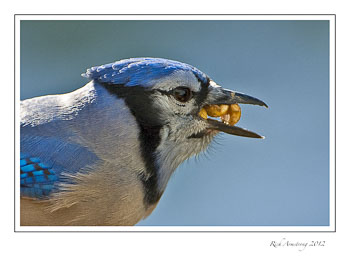 blue-jay-peanut-hog-frm.jpg