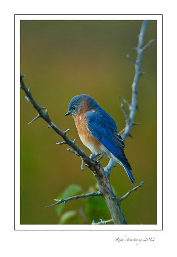 bluebird-1-frm.jpg
