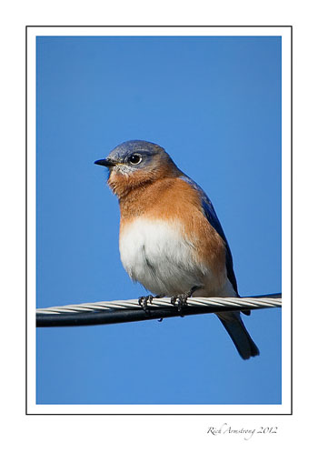 bluebird-14-frm.jpg