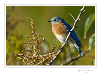 bluebird-2-frm-2.jpg