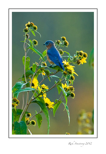 bluebird-2-frm.jpg