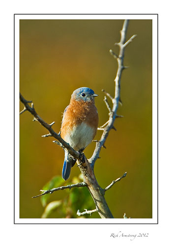 bluebird-3-frm.jpg