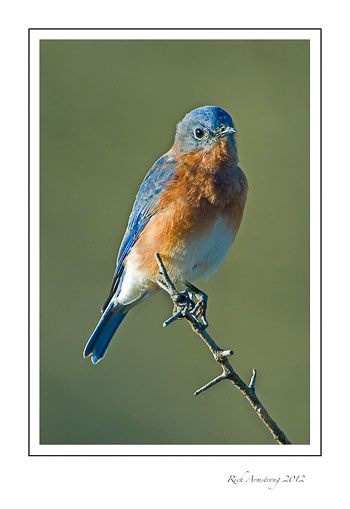 bluebird-4-frm.jpg