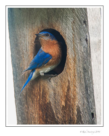 bluebird-4k-frm-copy.jpg