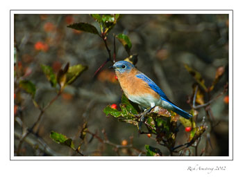 bluebird-5-frm.jpg