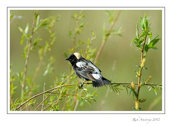 bobolink-1-frm.jpg