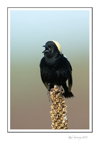 bobolink-3-frm.jpg