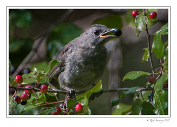 cat-bird-1-copy.jpg
