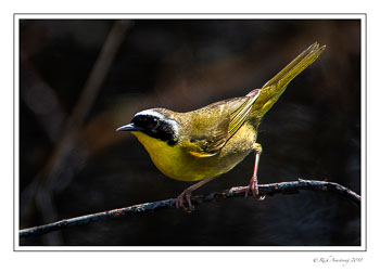common-yellowthroat-1-copy.jpg