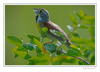 dickcissel-1-copy.jpg