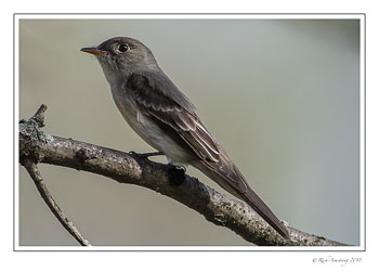 eastern-phoebe-2-copy-copy.jpg