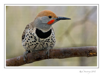 flicker-1-frm.jpg
