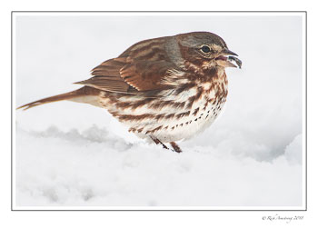 fox-sparrow-1-copy.jpg