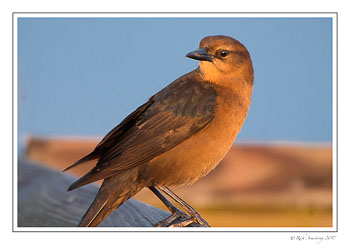 grackle-1---copy.jpg