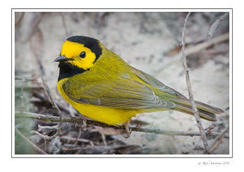hooded-warbler-1.jpg