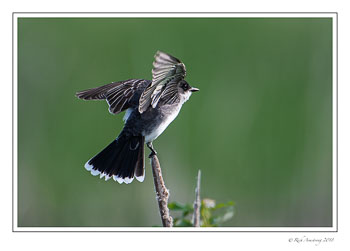 king-bird-1-copy.jpg