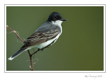 king-bird-2-frm.jpg