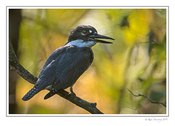 kingfisher-1-copy.jpg