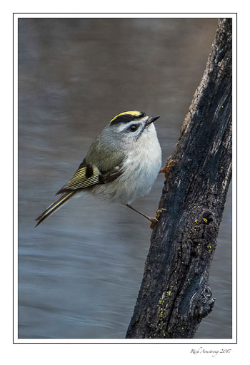 kinglet-1-copy.jpg