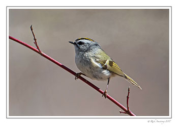 kinglet-1c-copy.jpg