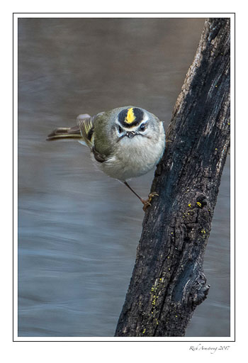 kinglet-2-copy.jpg
