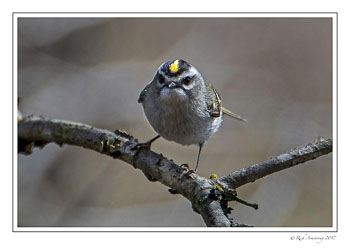 kinglet-3-copy.jpg