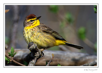 palm-warbler-2-copy.jpg
