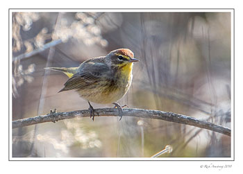 palm-warbler-copy-2.jpg